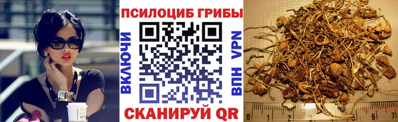 Галлюциногенные грибы Psilocybe  Кирово-Чепецк 